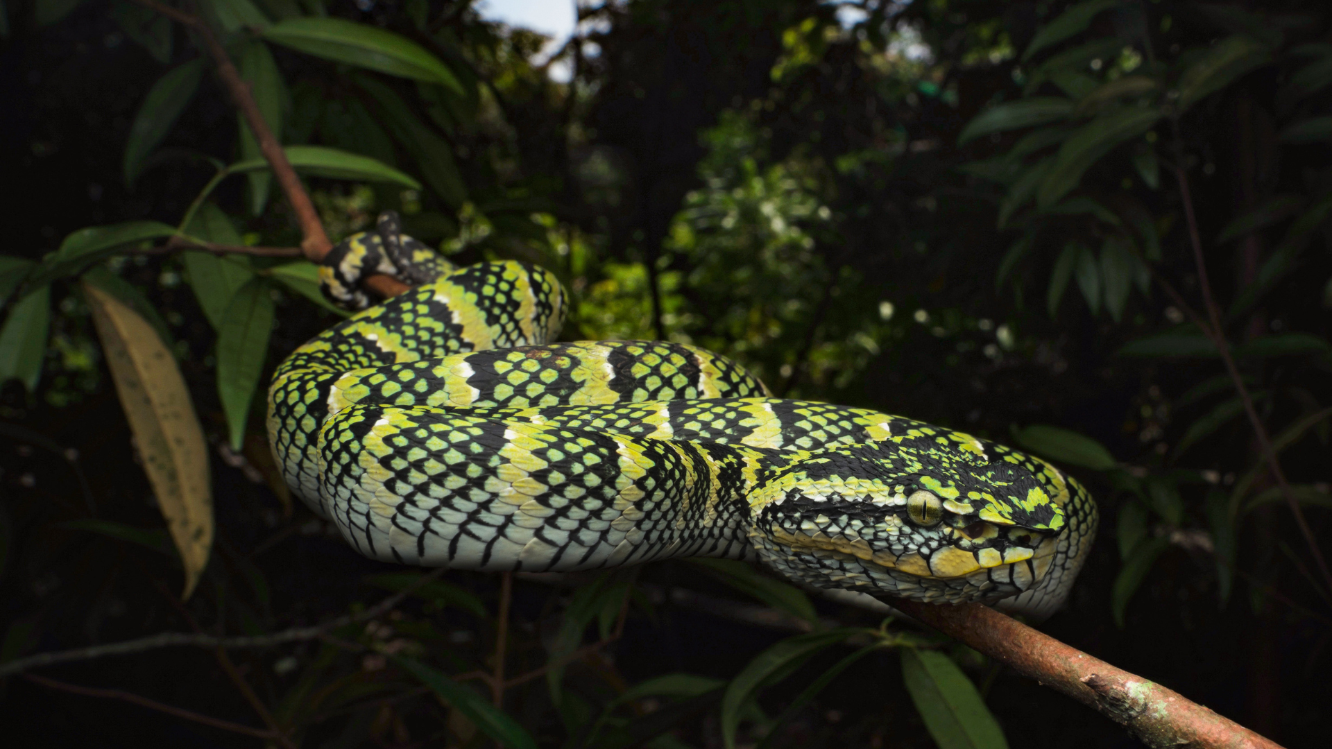 oriental whip snake graphic